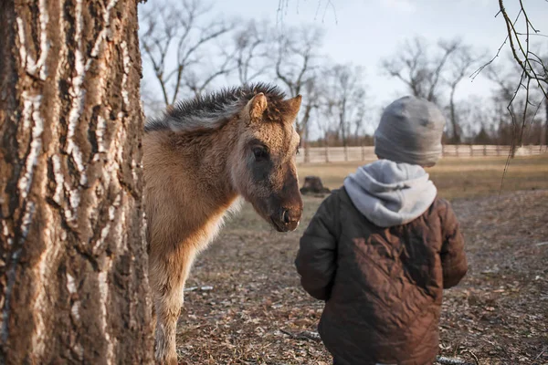 Little boy looking at little foal horse hiding behind the tree, biosphere reserve, wildlife