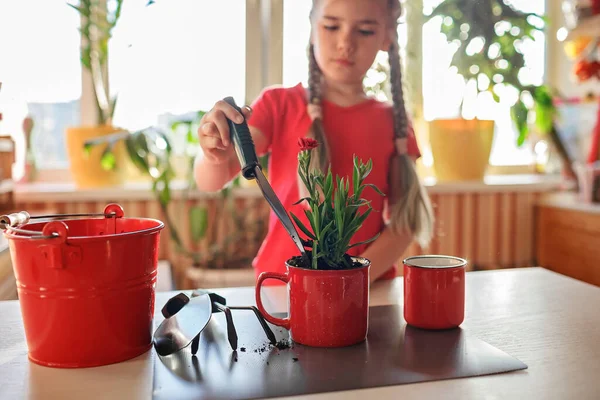 Preteen girl replanting green flowers into red mug, potted green plants at home, home floral decor