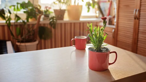 Kopp kaffe och mugg med grön blommande blomma på fönsterbrädan på morgonen, hem blommig inredning — Stockfoto