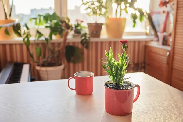 Kopp kaffe och mugg med grön blommande blomma på fönsterbrädan på morgonen, hem blommig inredning — Stockfoto