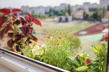 Pencereden güzel bir manzara, balkon bahçesinde çiçekler, doğa ve ekoloji.