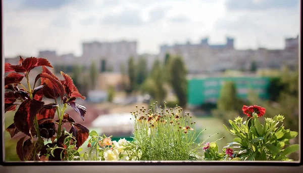 Hermosa vista desde la ventana con flores en flor en el jardín del balcón, la naturaleza y la ecología en casa — Foto de Stock