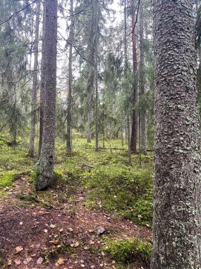 Finlandiya 'da yüksek çam ağaçları ve yosunlu yeşil orman. Yüksek kalite fotoğraf
