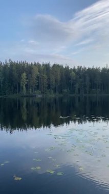 Finlandiya Nuuksio Ulusal Parkı 'nda günbatımında nilüferlerle dolu sakin bir orman gölü. Yüksek kaliteli FullHD görüntüler