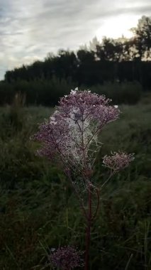 Espoo 'da gündoğumunda çayırda çiğ ve örümcek ağıyla kaplanmış narin kır çiçekleri. Yüksek kaliteli FullHD görüntüler