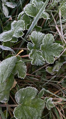 Soğuk sonbahar sabahında çimlerin üzerinde donmuş yeşil yapraklar. Yüksek kalite fotoğraf