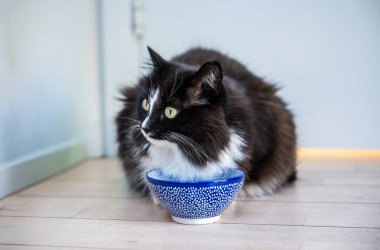 Elinde seramik kaseyle evde oturan siyah beyaz kedi. Yüksek kalite fotoğraf