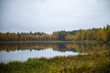 Finlandiya 'da orman yansıması olan sakin bir sonbahar gölü. Yüksek kalite fotoğraf
