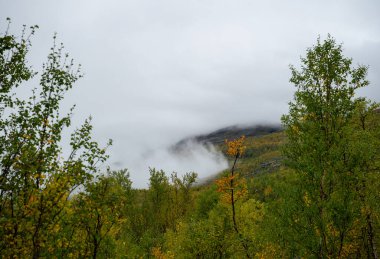 Finlandiya 'nın sonbahar huş ağaçları ile kaplı puslu dağ yamacı. Yüksek kalite fotoğraf