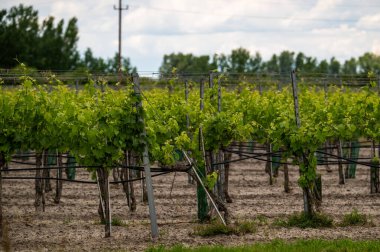 Bahar mevsiminde kırsal kesimde yetişen üzüm bağlarının olduğu yeşil bağlar. Yüksek kalite fotoğraf