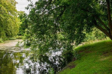 Sakin göletin üzerinde yeşil ağaç dalları. Huzurlu parkta yansıması ve çimenli bir kıyısı var. Yüksek kalite fotoğraf