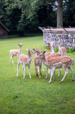 Hollanda 'daki Park Rams Woerthe' deki yeşil çayırlarda geyik sürüsü otluyor. Yüksek kalite fotoğraf