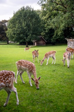 Hollanda 'daki Park Rams Woerthe' deki yeşil çayırlarda geyik sürüsü otluyor. Yüksek kalite fotoğraf