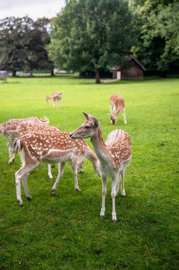 Hollanda 'daki Park Rams Woerthe' deki yeşil çayırlarda geyik sürüsü otluyor. Yüksek kalite fotoğraf