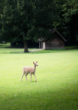 Hollanda 'daki Park Rams Woerthe' de yeşil çayırlarda geyik otluyor. Yüksek kalite fotoğraf
