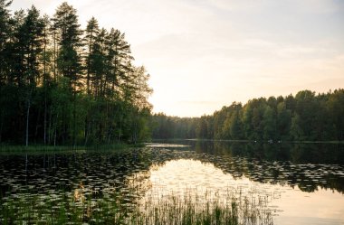 Gün batımında sakin orman gölü sakin su ve doğayı yansıtan ağaçlarla. Yüksek kalite fotoğraf