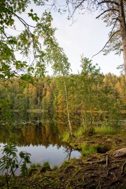 Huzurlu orman gölü. Altın saat boyunca sakin sularda yansıyan ağaçlar. Yüksek kalite fotoğraf