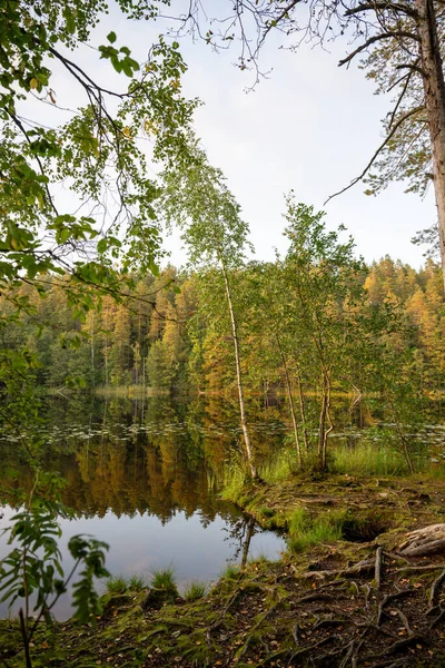 Huzurlu orman gölü. Altın saat boyunca sakin sularda yansıyan ağaçlar. Yüksek kalite fotoğraf