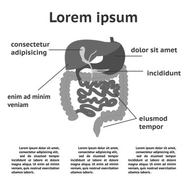 İnsan sindirim sistemi illüstrasyon