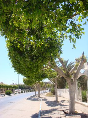 sokakta küçük ağaçlar kesilmiş