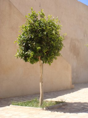 küçük yeşil ağaç 