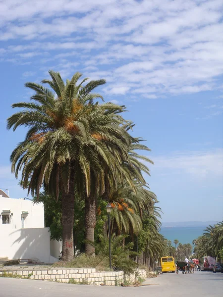 View of palm trees road in Tunisia