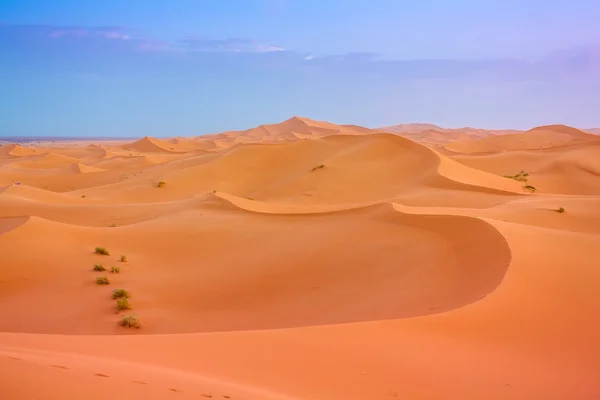 Die sahara dünen — Stockfoto