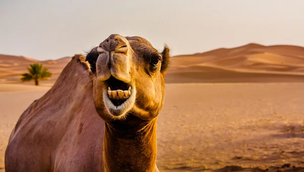 Ein glückliches Kamel — Stockfoto