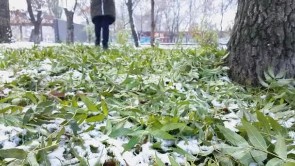 En tonåring går på gröna löv där den första snön ligger. Höstlöv täckta med snö. Flickan går genom parken. — Stockvideo
