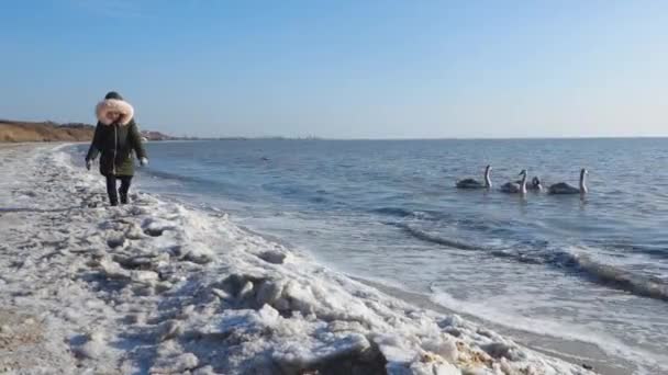 A menina caminha ao longo da praia coberta de neve. Um bando de cisnes nadam no mar de inverno. — Vídeo de Stock