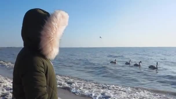 Una chica se para en la orilla del mar y observa cisnes y gaviotas. Una joven está de pie con su espalda a la cámara y mira al mar. Un adolescente en el fondo del mar en el que nadan los cisnes. — Vídeo de stock