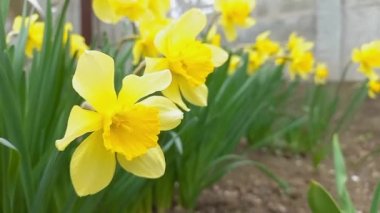 Bahçede bir grup güzel sarı nergis çiçek açıyor. Sokaktaki bahar çiçeklerinin yatay videosu.