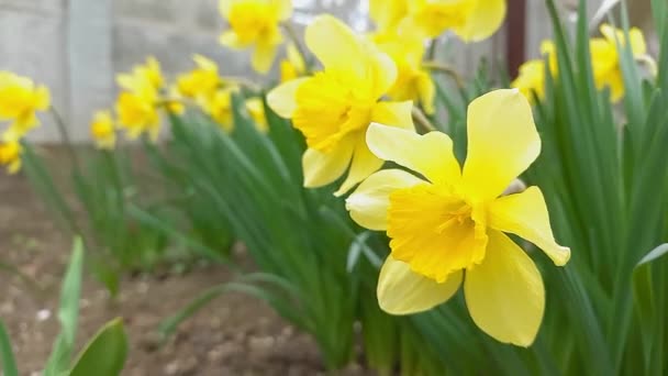 院子里盛开着一群漂亮的黄色水仙花.春花在街上的横向录像. — 图库视频影像