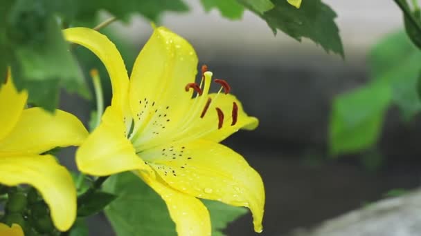 Yağmurda büyük sarı zambak tozu. Sarı çiçeklere yağmur damlaları. — Stok video