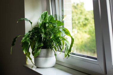 Huzurlu Lily spathiphyllum bitkisi, yeşil yapraklı bir tencerede, evde pencere eşiğinde duruyor.