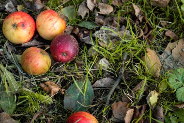 Yerdeki küçük olgun elmaları kapatın. Sonbaharda hasat mevsimi