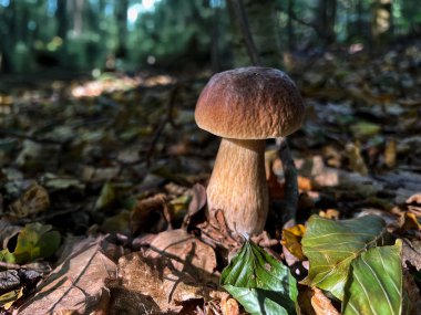 Ormanda yerde yetişen mantarlar, sonbahar yaprakları ve ağaçlar.