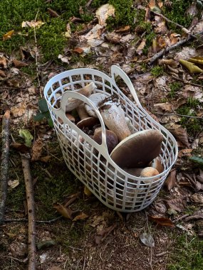 Boletus mantarlarıyla dolu bir kovayı kapat ormanda yerde duruyor, sonbahar hasat mevsimi. 