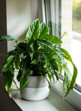 Huzurlu Lily spathiphyllum bitkisi, yeşil yapraklı bir tencerede, evde pencere eşiğinde duruyor.