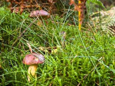 Yenebilir Boletus Badius mantarları ormandaki yosun toprağında yetişiyor, sonbahar hasat mevsimi.