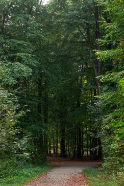 Beautiful tranquil forest path with different trees in the autumn season