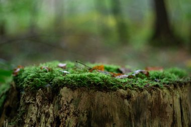 Natural tree stump podium with green moss and blurred forest background