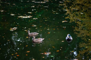 Gölde yüzen üç ördek kuşuna yaklaş, sudaki altın sonbahar yaprakları