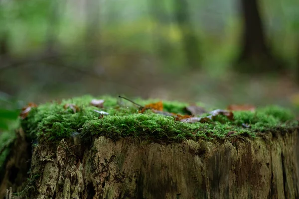 Natural tree stump podium with green moss and blurred forest background