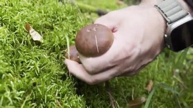 Erkek eli, yenilebilir kahverengi Boletus mantarları topluyor ormandaki yosun toprağında yetişen mantarlar, sonbahar hasat mevsimi. Yüksek kaliteli FullHD görüntüler