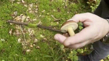 Küçük, yenilebilir kahverengi bir Boletus mantarı tutan bir erkek el, ormandaki bir yosun toprağı, sonbahar hasat mevsimi. Yüksek kaliteli FullHD görüntüler