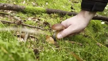 Yenebilir kahverengi bir Boletus mantarını bıçakla kesen, ormandaki yosun toprağında büyüyen, sonbahar hasat mevsimi. Yüksek kaliteli FullHD görüntüler