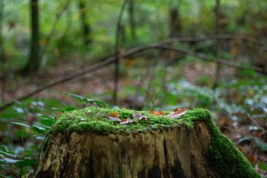 Natural tree stump podium with green moss and blurred forest background