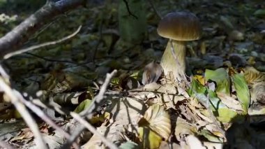 Ormanda yerde yetişen mantarlar, sonbahar yaprakları ve ağaçlar. Yüksek kaliteli FullHD görüntüler