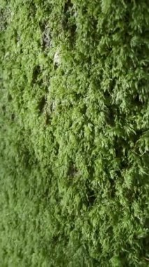 Ağaç gövdesinde büyüyen yeşil möcülere yakın, güneşli sonbahar ormanları arka planında. Yüksek kaliteli FullHD görüntüler